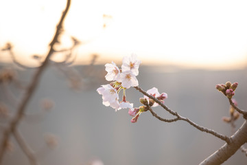 Cherry Blossoms　sakura tree