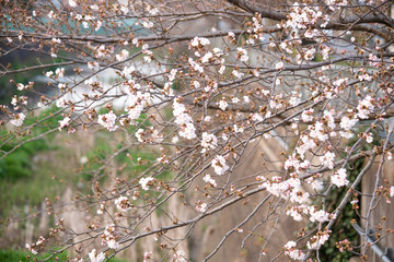 Cherry Blossoms　sakura tree