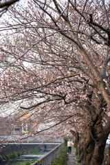 Cherry Blossoms　sakura tree