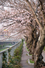 Fototapeta premium Cherry Blossoms sakura tree