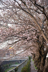 Cherry Blossoms　sakura tree