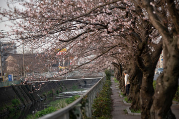 Cherry Blossoms　sakura tree