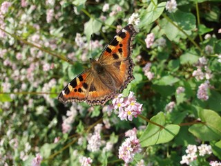 Tortoiseshell butterfly on buckwheat flowers
