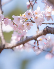 Cherry Blossoms　sakura tree