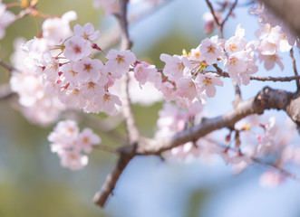 Cherry Blossoms　sakura tree