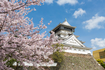 小倉城天守閣と桜 © area1964