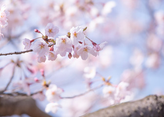 Cherry Blossoms　sakura tree