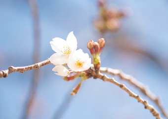 Cherry Blossoms　sakura tree