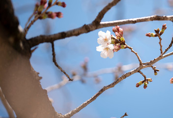 Cherry Blossoms　sakura tree