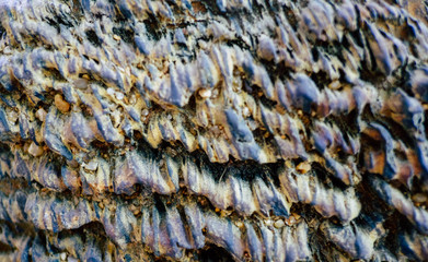 Stones texture and background, Rock texture, Low key.