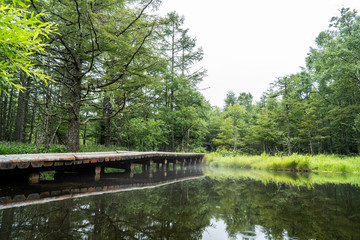 Fototapeta na wymiar 橋のある池の森