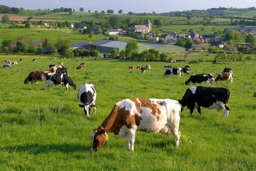 Vaches laitières au pré de différentes races après la traite