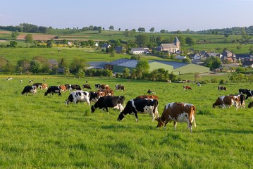 Troupeau de vaches au pré après la traite. Village en arrière-plan