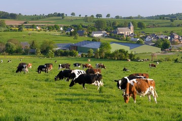 Vaches laitières au pré de différentes races après la traite