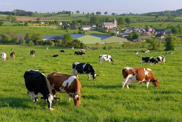 Vaches laitières au pré de différentes races après la traite