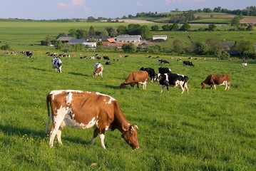 Vaches laitières au pré de différentes races après la traite
