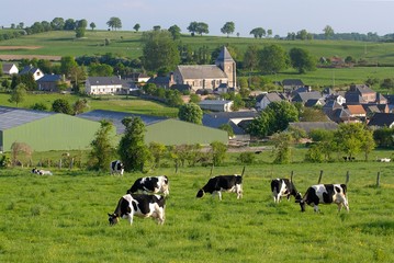 Vaches laitières au pré de différentes races après la traite