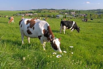 Vaches laitières au pré de différentes races après la traite