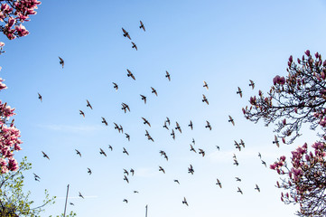 Birds flying with clear blue skies 