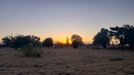 trees in the sunset