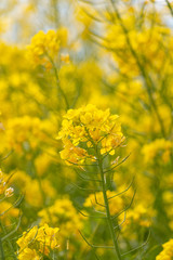 Fototapeta premium 菜の花