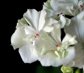 white geranium in a pot, narrow focus area