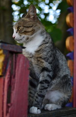 Obraz premium portrait of a gray striped mongrel cat sitting on a painted fence
