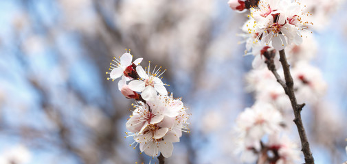 Spring flowers. Flowering apricot trees outdoors. Beautiful banner of natural