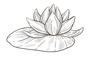 Water flower isolated sketch, lotus bud with leaf