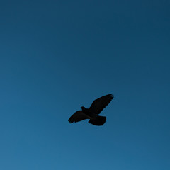 Bird flying with stretched wings