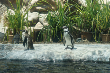 Two standing Galapagos penguin "Spheniscus mendiculus" cute when show off