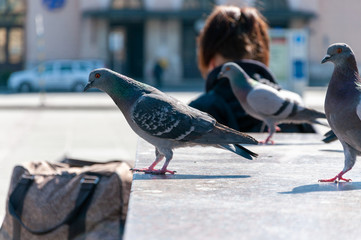 Pigeons looking for food 