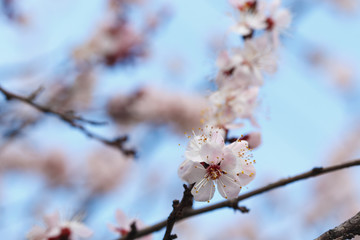 Spring flowers. Flowering apricot trees outdoors. Beautiful banner of natural