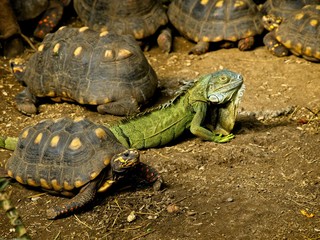 Green Iguana sits among sleeping red-footed turtles