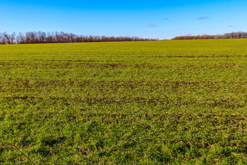 Field of young green wheat at spring