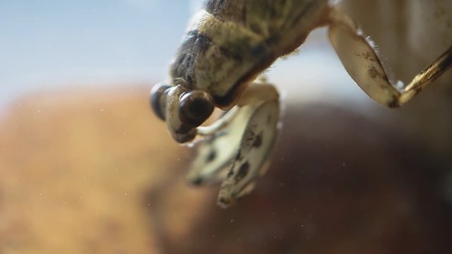 Ferocious water bug head bobbing behaviour