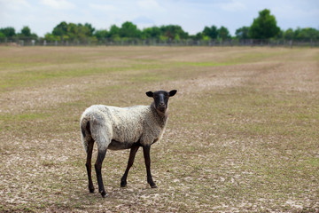 Naklejka premium Young sheep in the meadow
