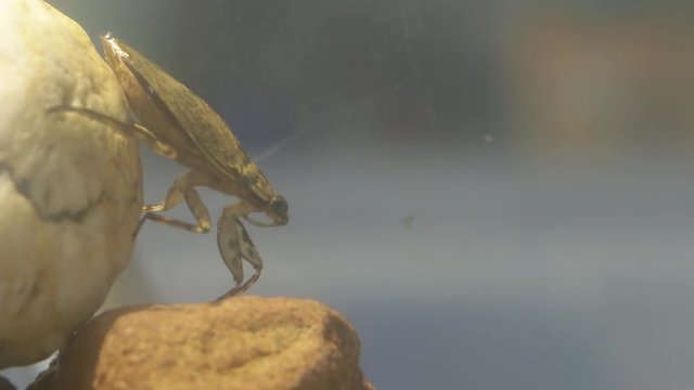 Mexican water bug settling in sit and wait hunting position