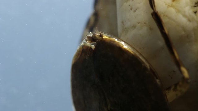 Close up of giant water bug abdominal snorkle