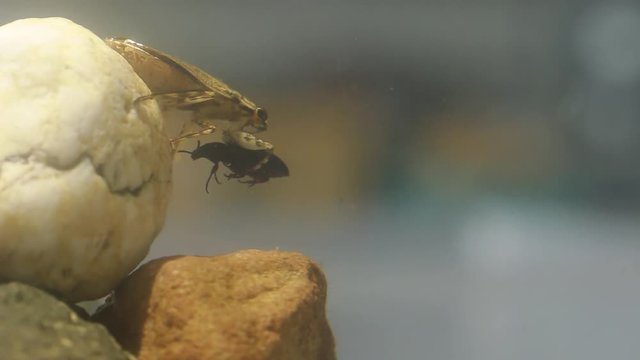 Water bug grabbing a beetle fed by a biologist