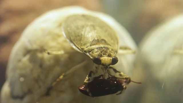 Giant water bug eating a tenebrio beetle with its proboscis