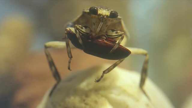 Giant water bug handling a tenebrio beetle with its forelegs