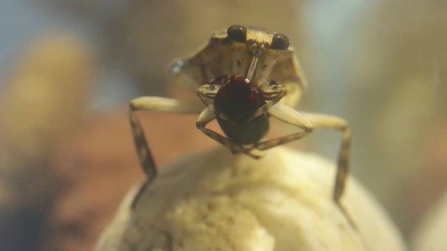 Giant water bug handling a tenebrio beetle with its forelegs