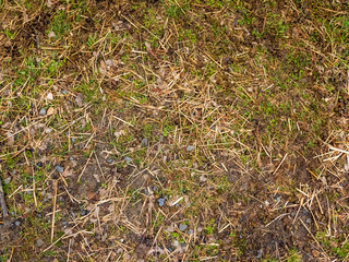 Grass texture with straw