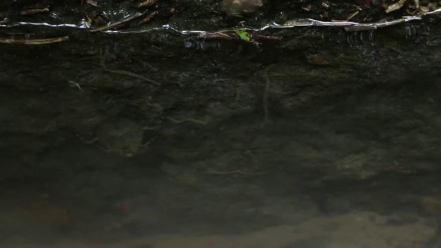 Close up of aquatic habitat of mexican  Ferocious water bug