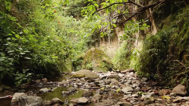Natural habitat of the mexican Ferocious water big