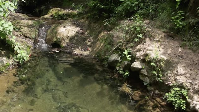 Natural habitat of the mexican Ferocious water big