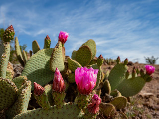 Bevavertail Cactus blossom around Historic Railroad Hiking Trail