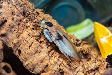 A large flying flat tropical cockroach sits on a tree.