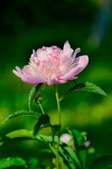 Obraz premium pink peony on a natural green background, summer day